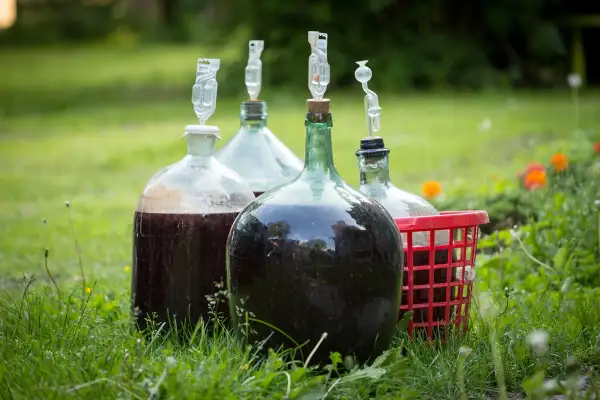 Kilka balonów z winem na trawie, gotowych do fermentacji. Wkrótce dowiesz się, jak dosłodzić wino.